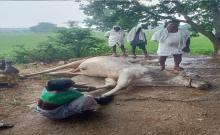 A bull died due to lightning