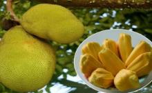 "Panasa" fruit is good for heart health!!!