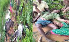 Tragedy in Tungaturthi.. Shepherd died due to lightning