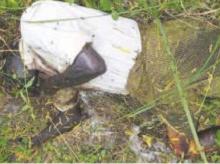 The dead body of an unidentified person was found in the waste lands of Motamarri village