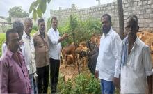 The theft of goats in Kondamaga